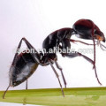 ant extract powder